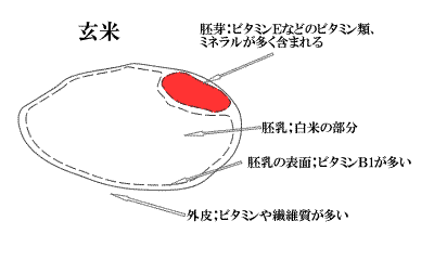 ファーメントパウダー