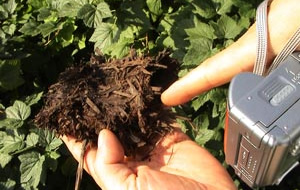 黒かりんの生育環境　自身の落ち葉で土ができる。