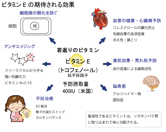 E は ビタミン と ビタミンEの効果・多く含まれる食品一覧